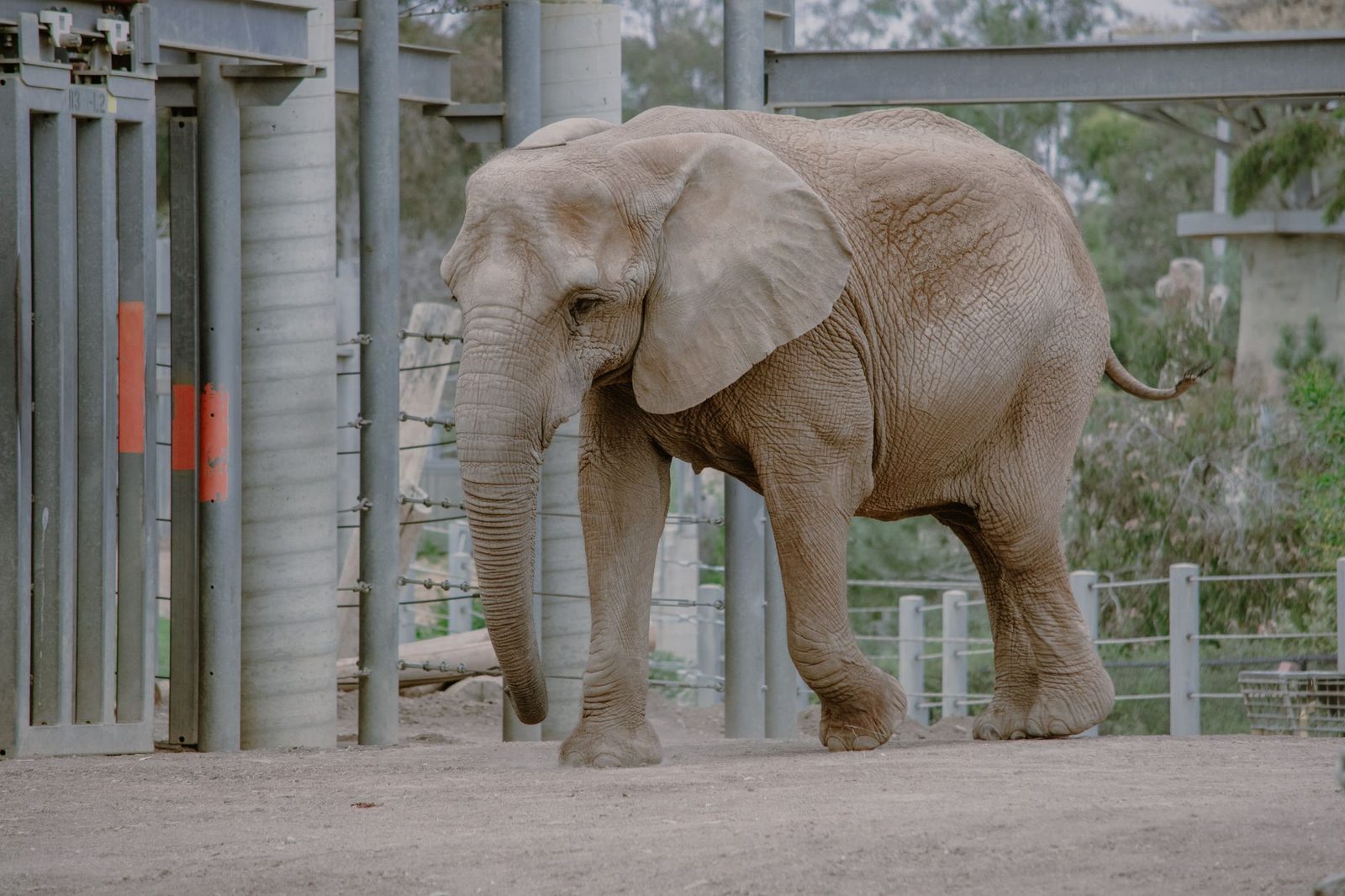 Nie żyje Katka z gdańskiego zoo