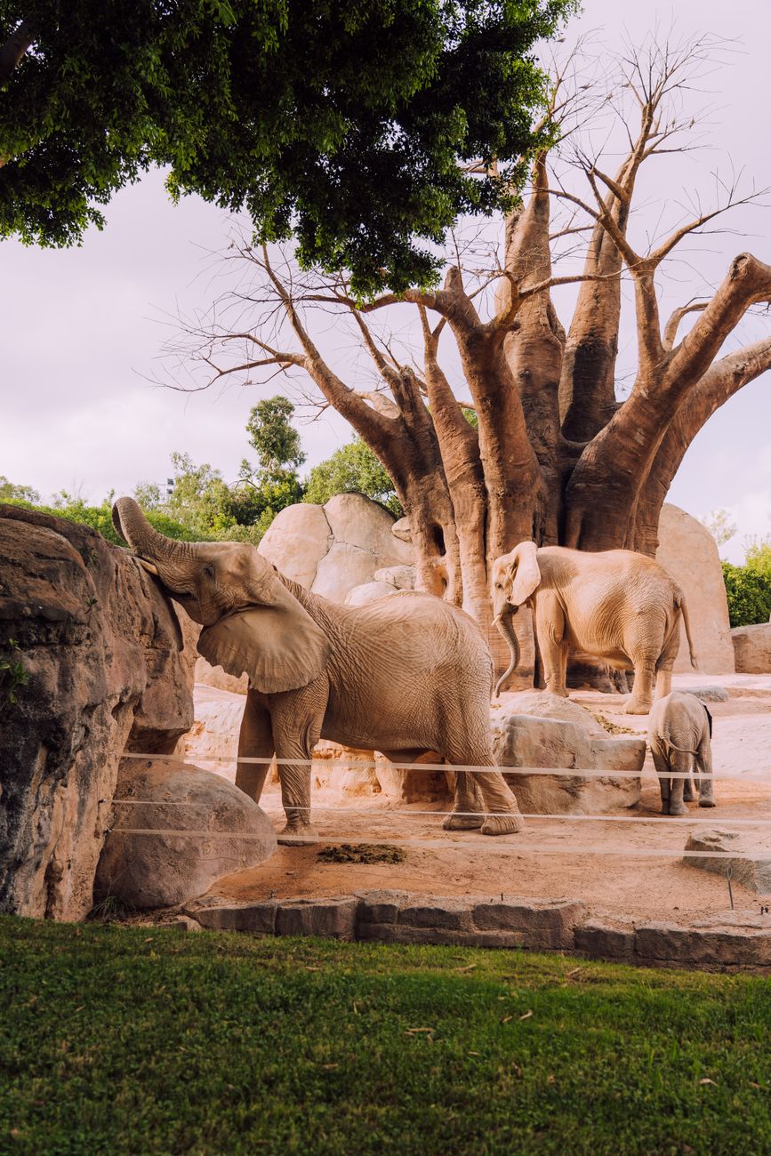 Nie żyje słonica Katka z gdańskiego zoo