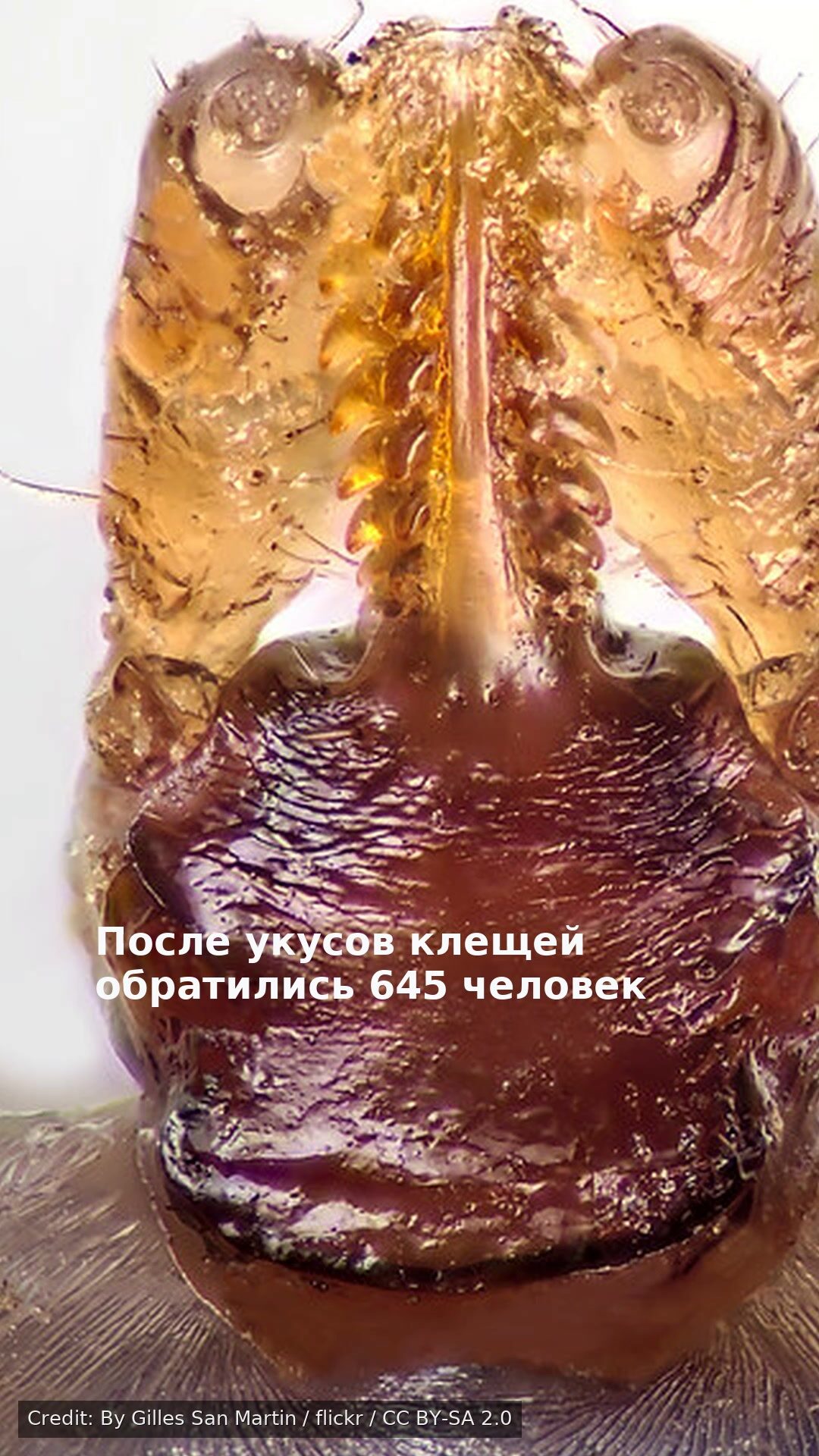 После укусов клещей обратились 645 человек