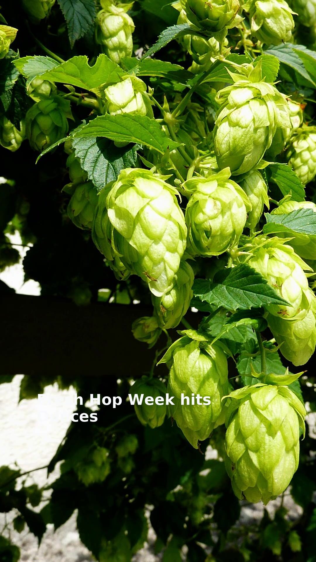 Fresh Hop Week hits Ounces