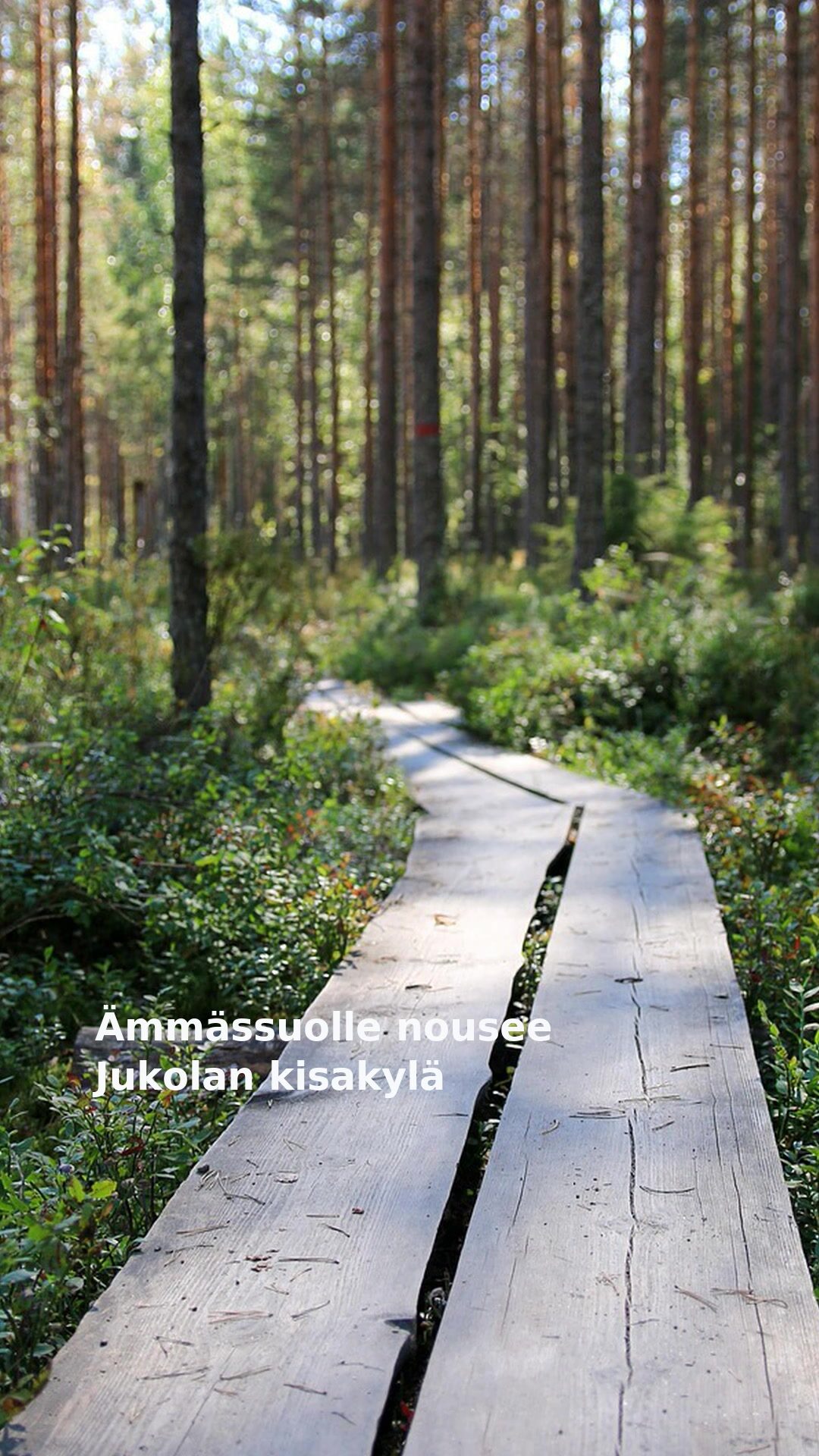 Ämmässuolle nousee Jukolan kisakylä