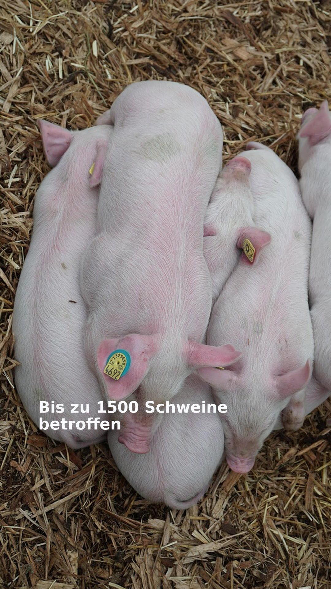 Bis zu 1500 Schweine betroffen