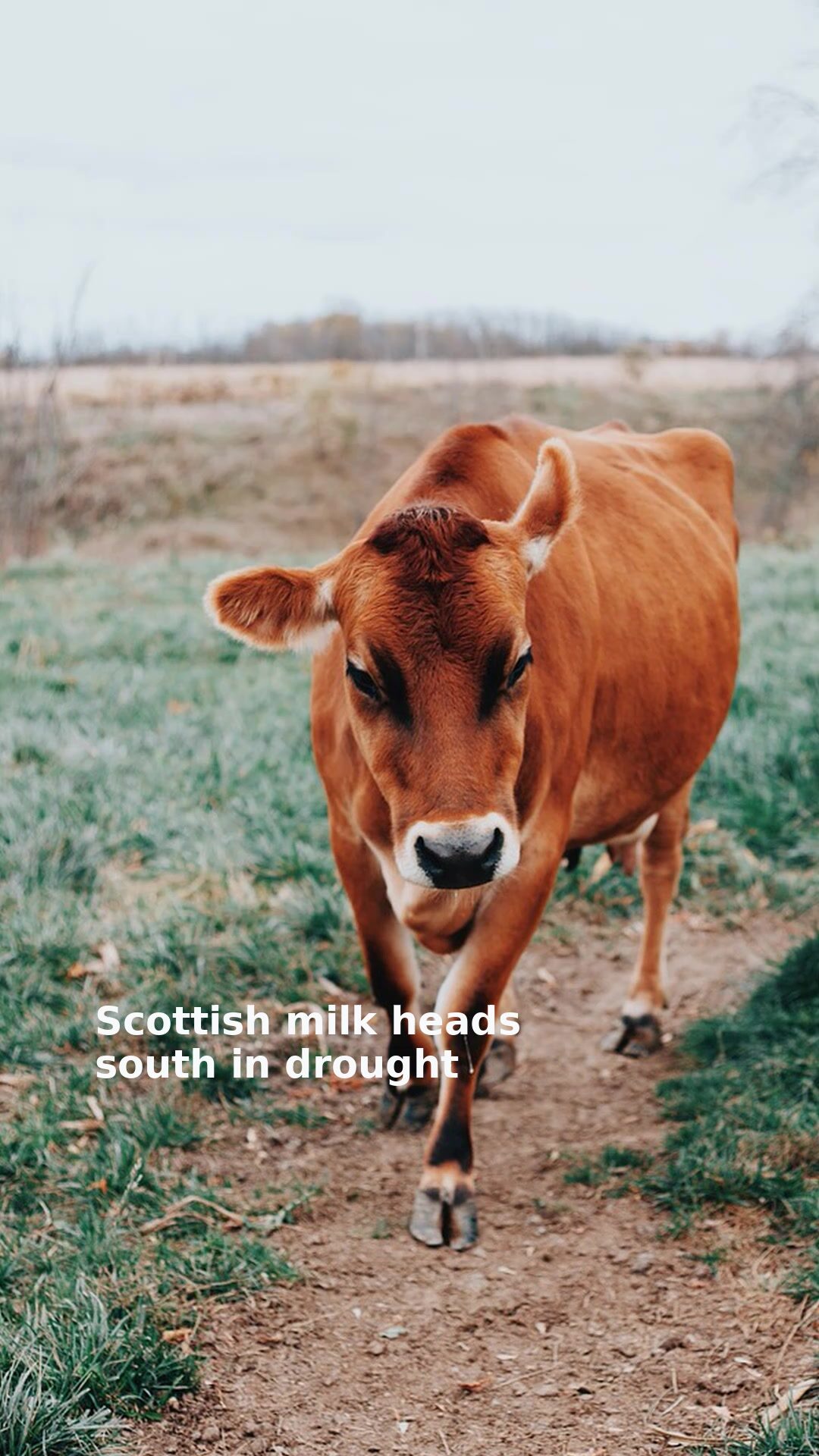 Scottish milk heads south in drought