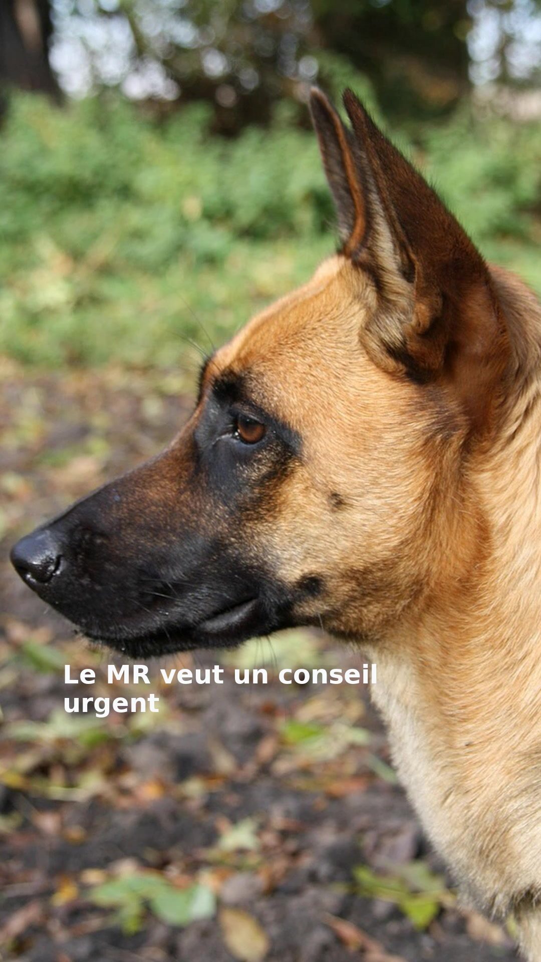 Le MR veut un conseil urgent