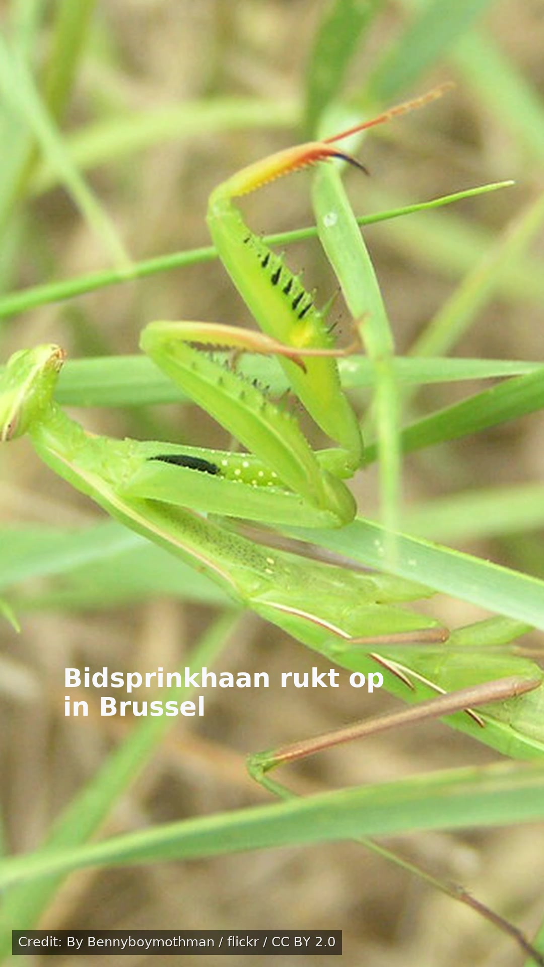 Bidsprinkhaan rukt op in Brussel