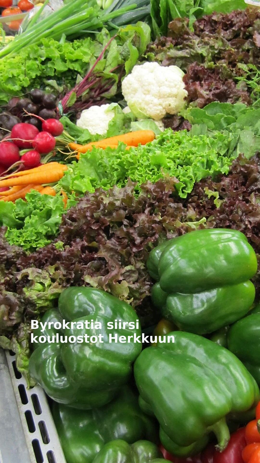 Byrokratia siirsi kouluostot Herkkuun