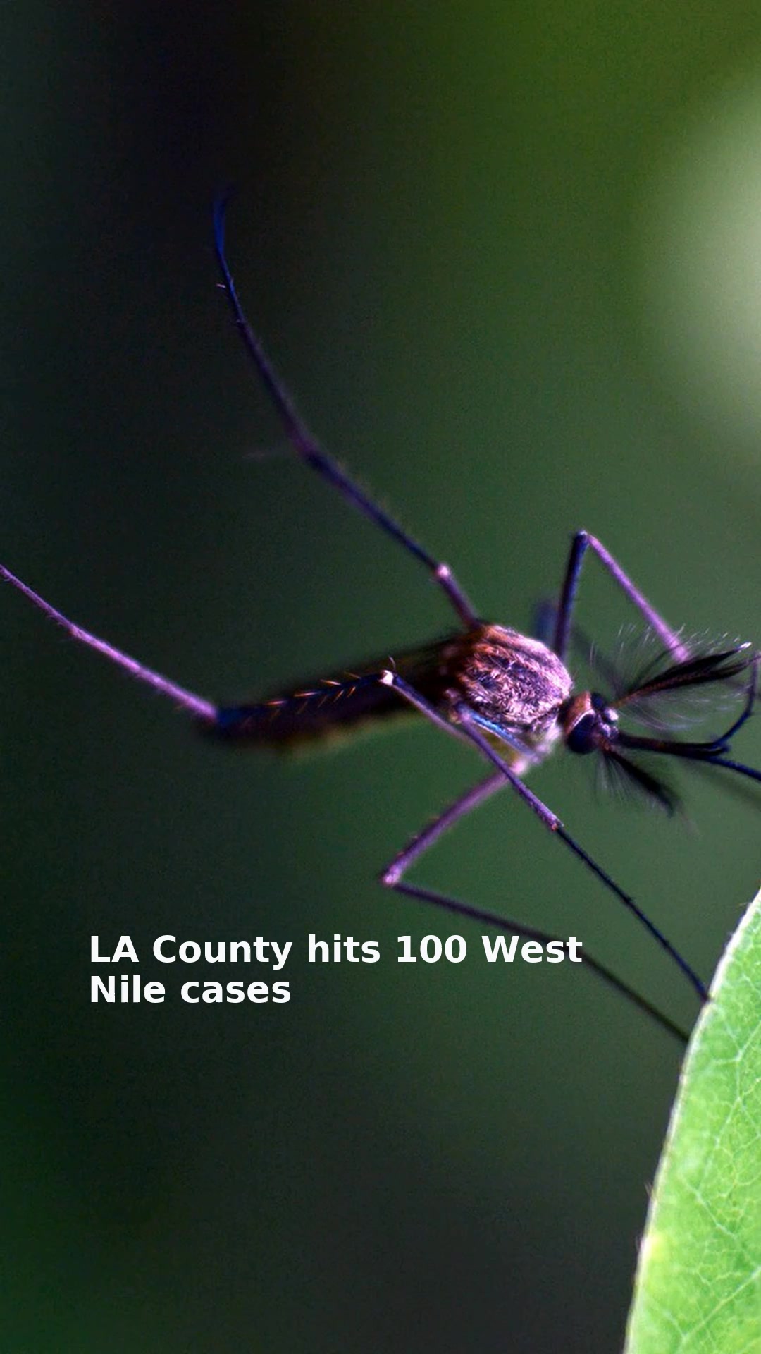 LA County hits 100 West Nile cases