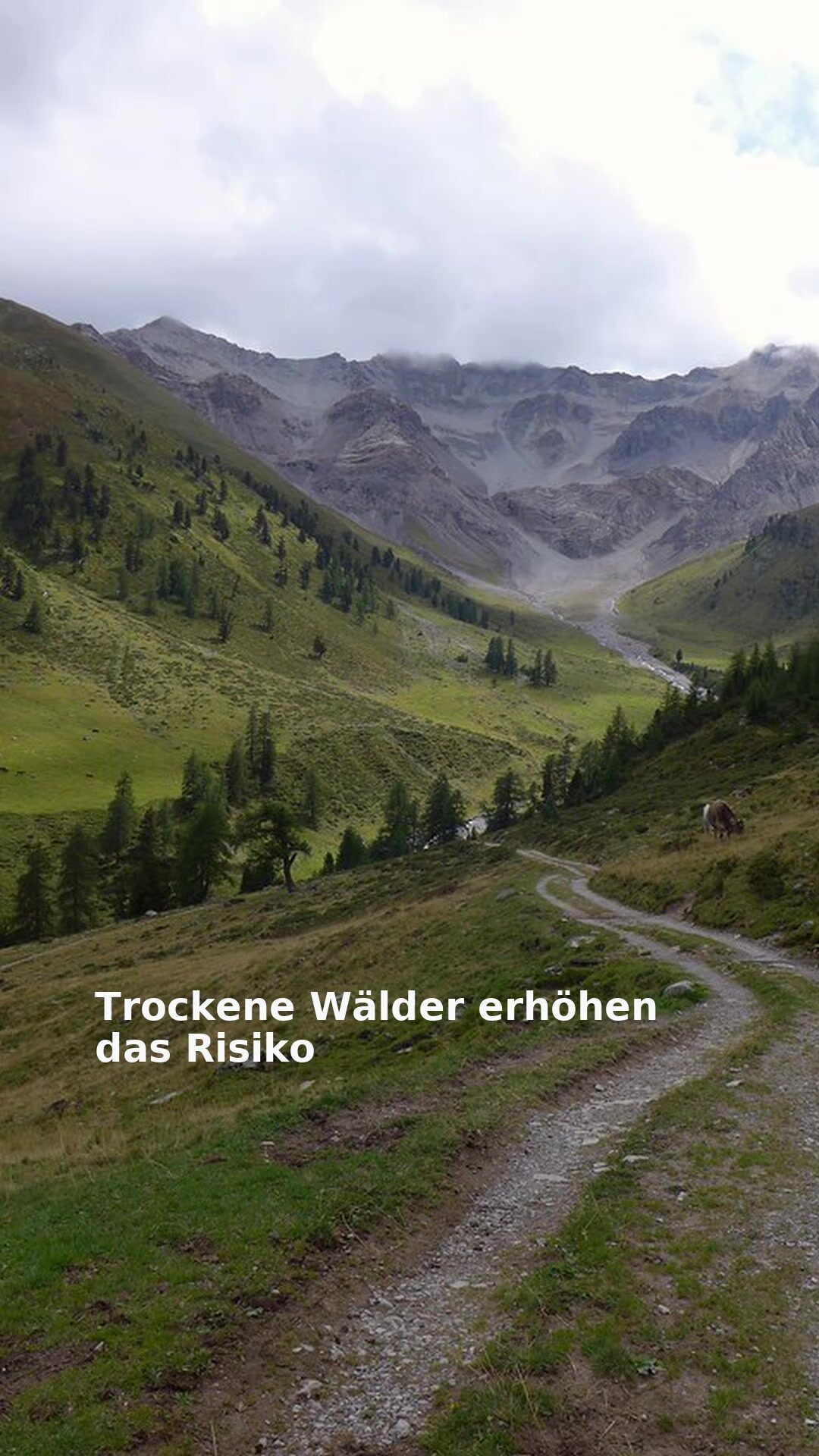 Trockene Wälder erhöhen das Risiko