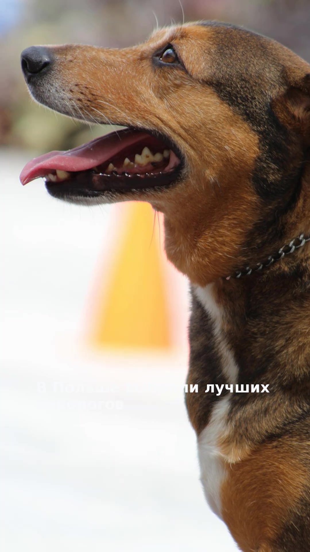 В Польше выбрали лучших кинологов