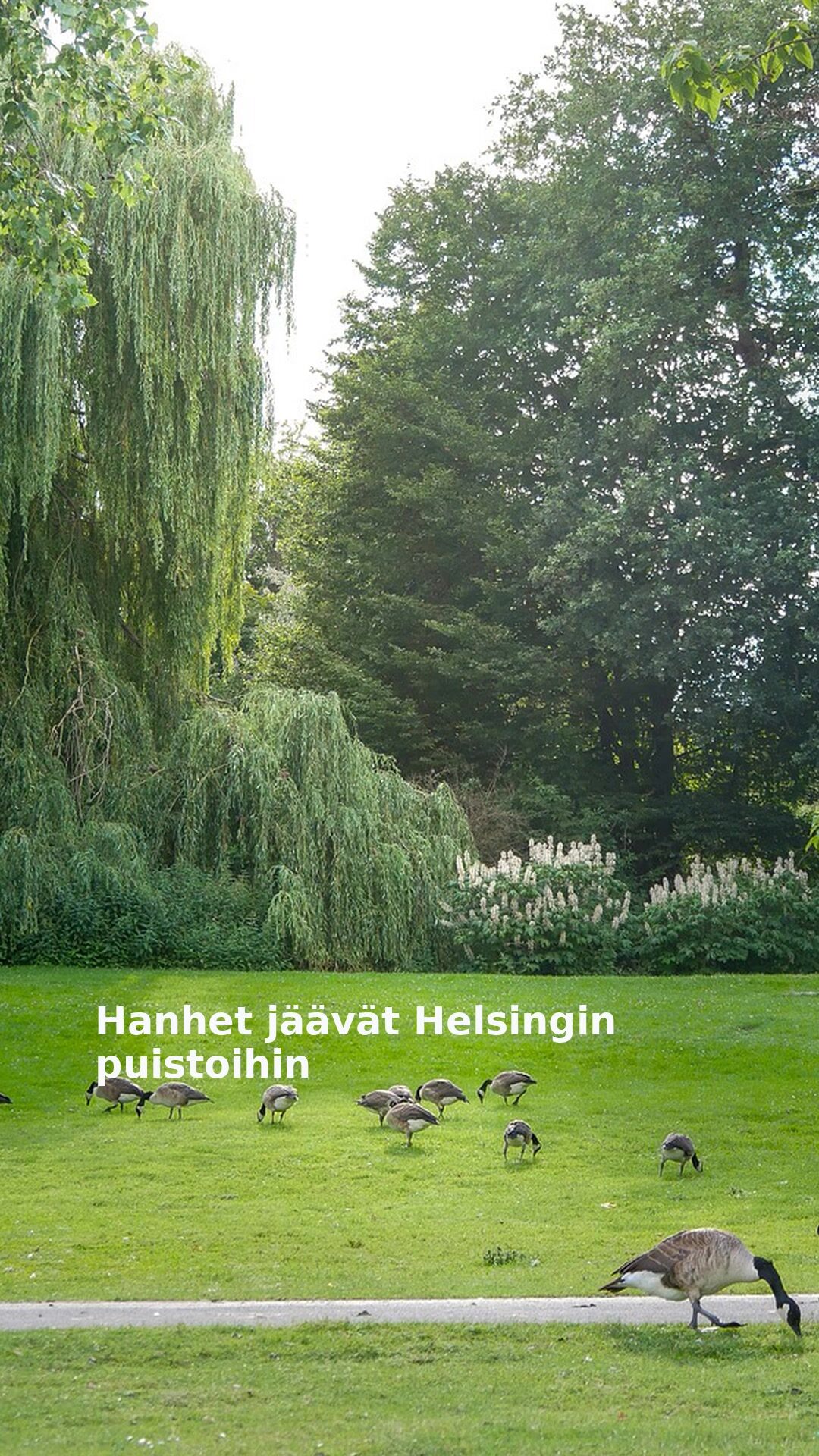 Hanhet jäävät Helsingin puistoihin