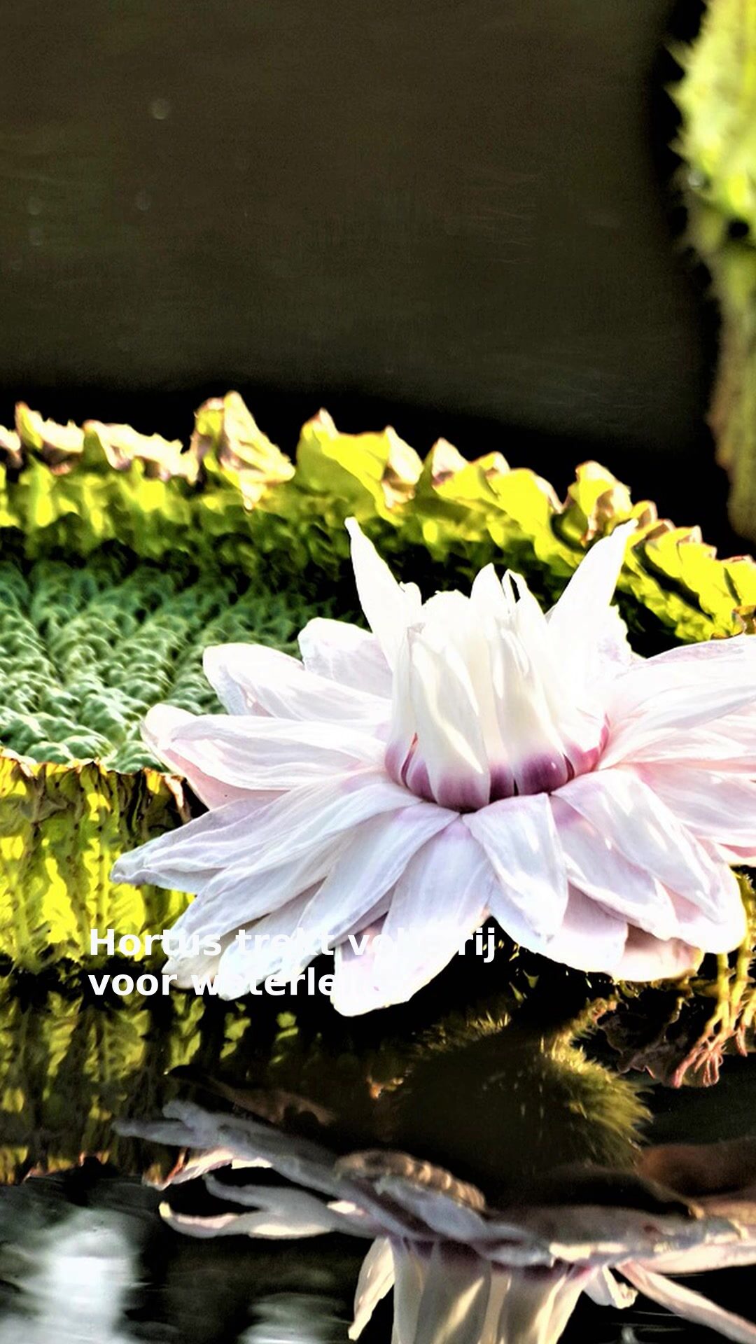Hortus trekt volle rij voor waterlelie