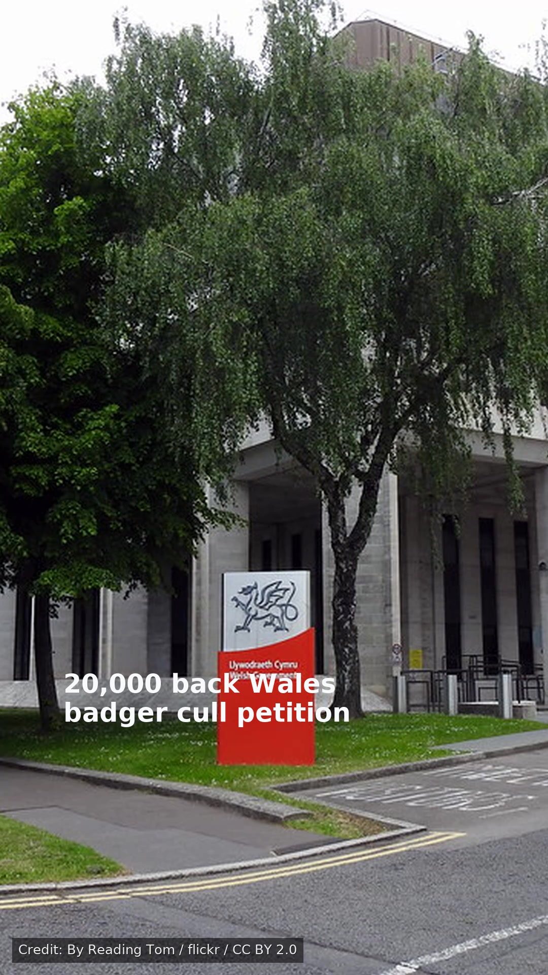 20,000 back Wales badger cull petition