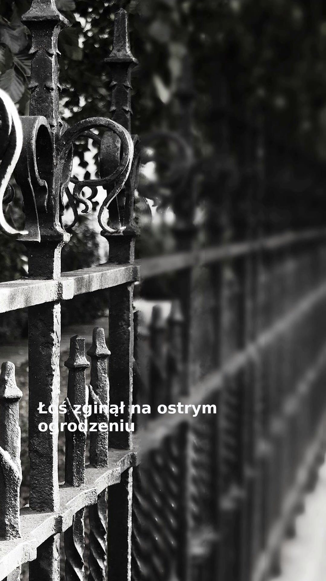 Łoś zginął na ostrym ogrodzeniu
