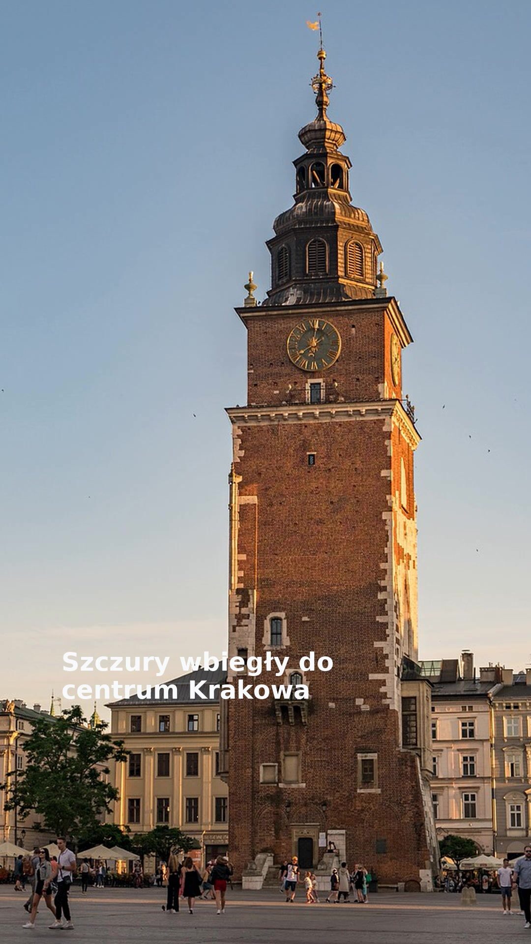 Szczury wbiegły do centrum Krakowa