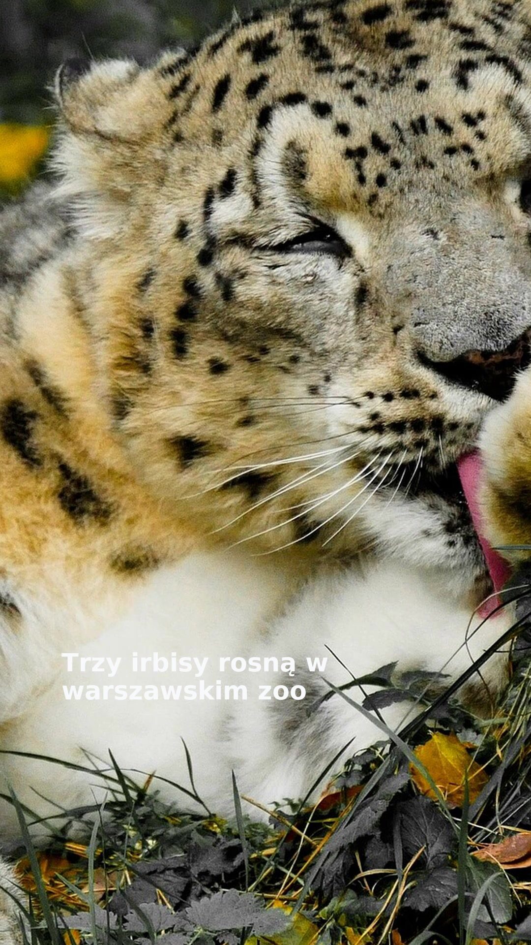 Trzy irbisy rosną w warszawskim zoo