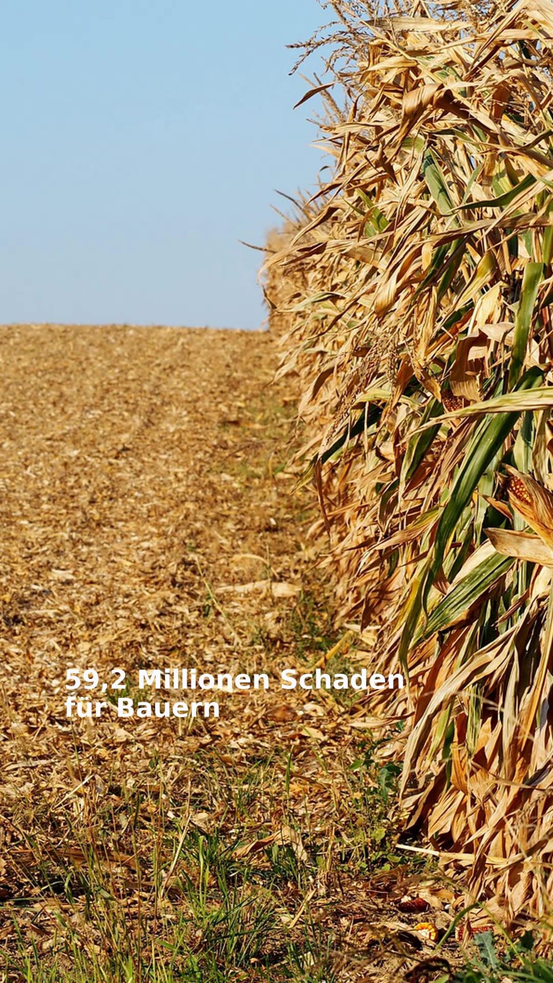 59,2 Millionen Schaden für Bauern