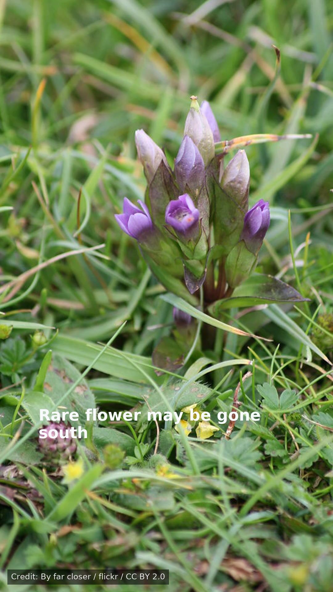 Rare flower may be gone south