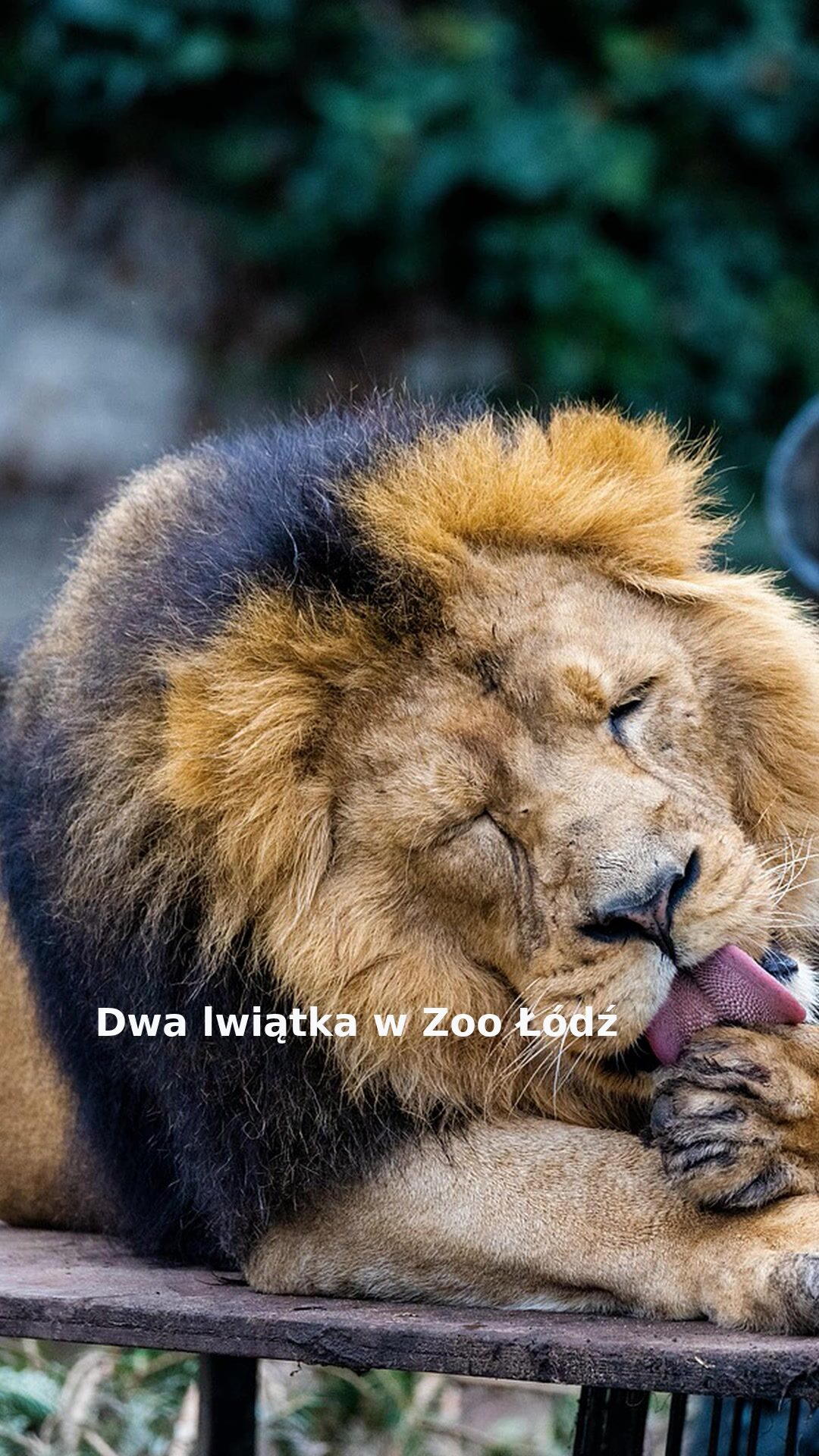 Dwa lwiątka w Zoo Łódź