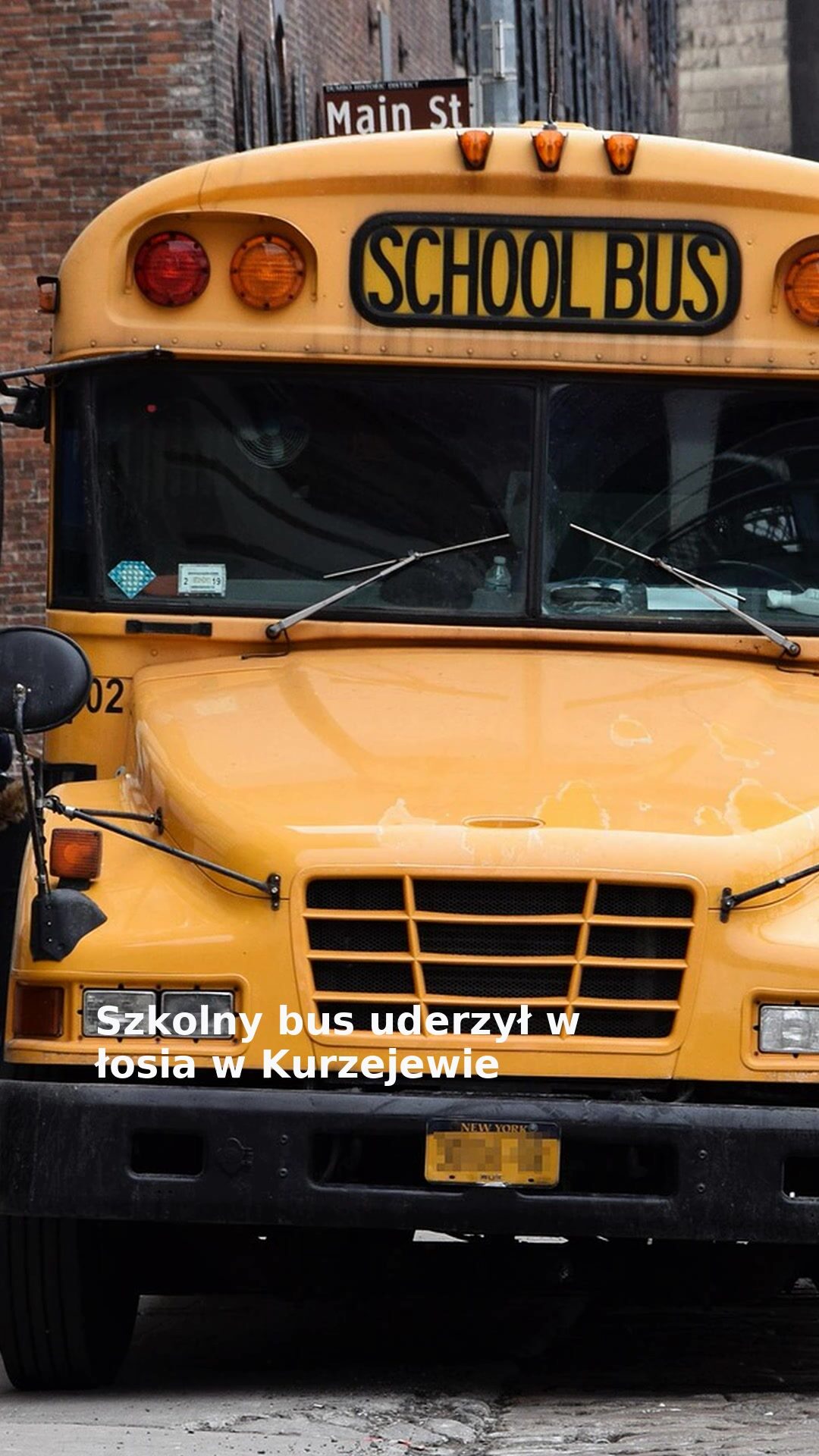 Szkolny bus uderzył w łosia w Kurzejewie