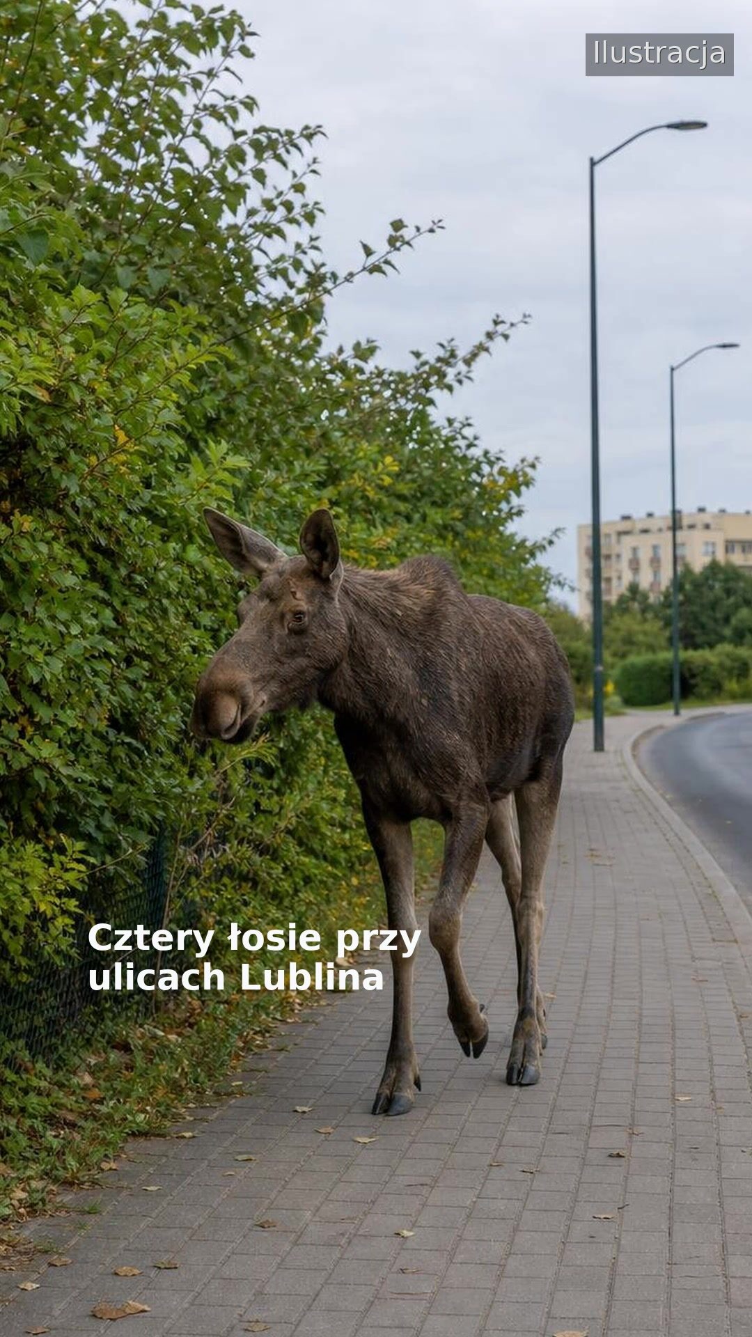 Cztery łosie przy ulicach Lublina
