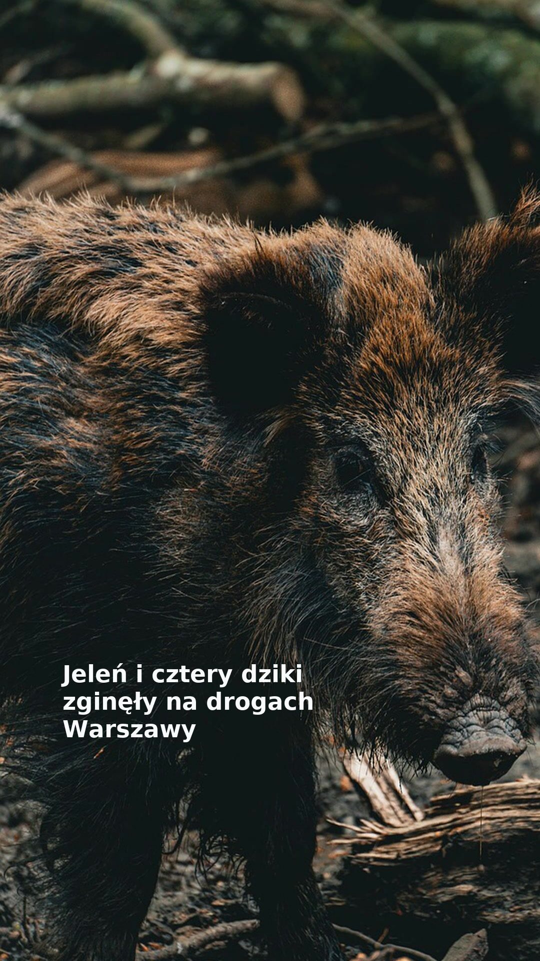 Jeleń i cztery dziki zginęły na drogach Warszawy