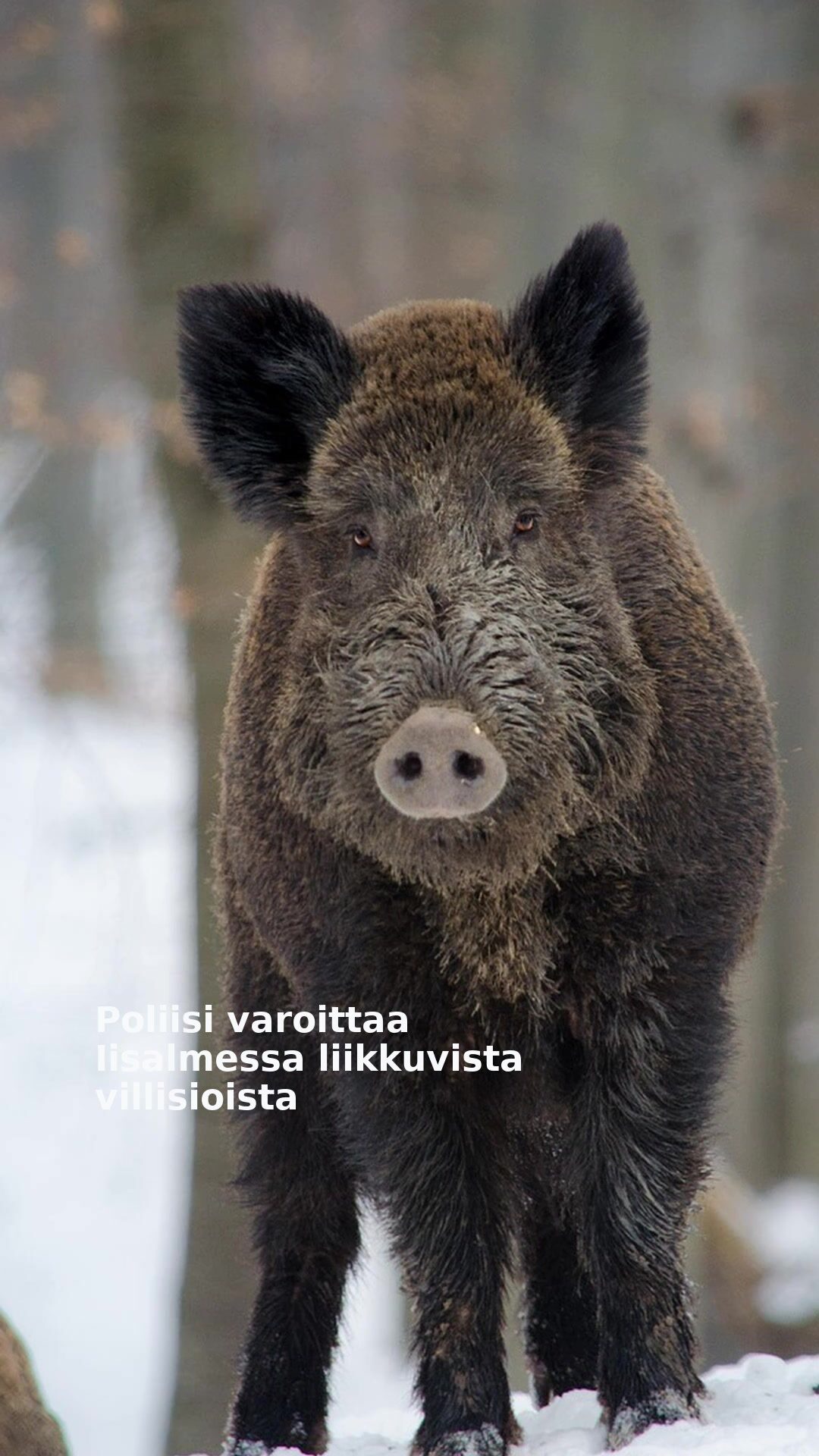 Poliisi varoittaa Iisalmessa liikkuvista villisioista