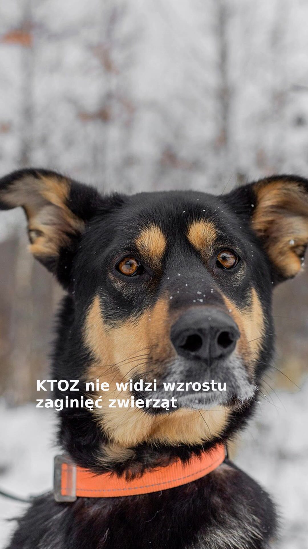KTOZ nie widzi wzrostu zaginięć zwierząt