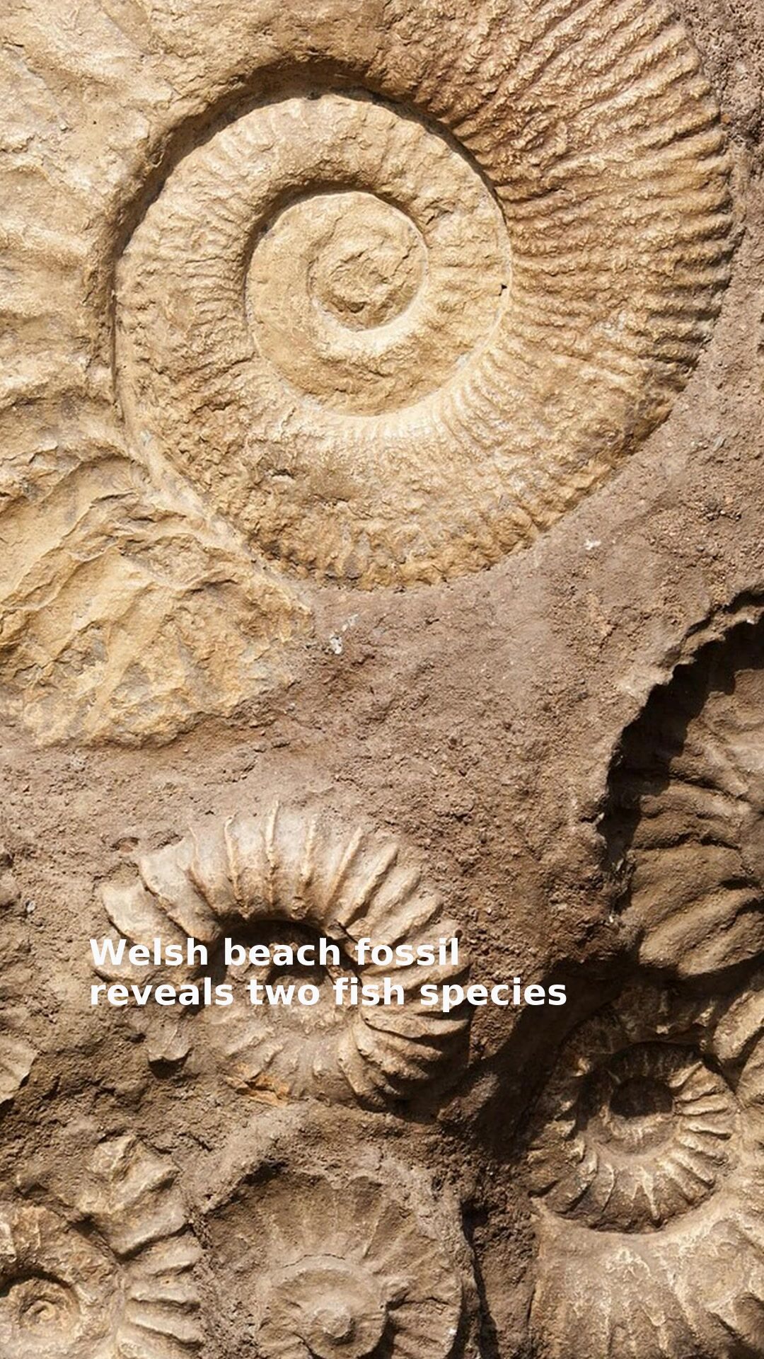 Welsh beach fossil reveals two fish species