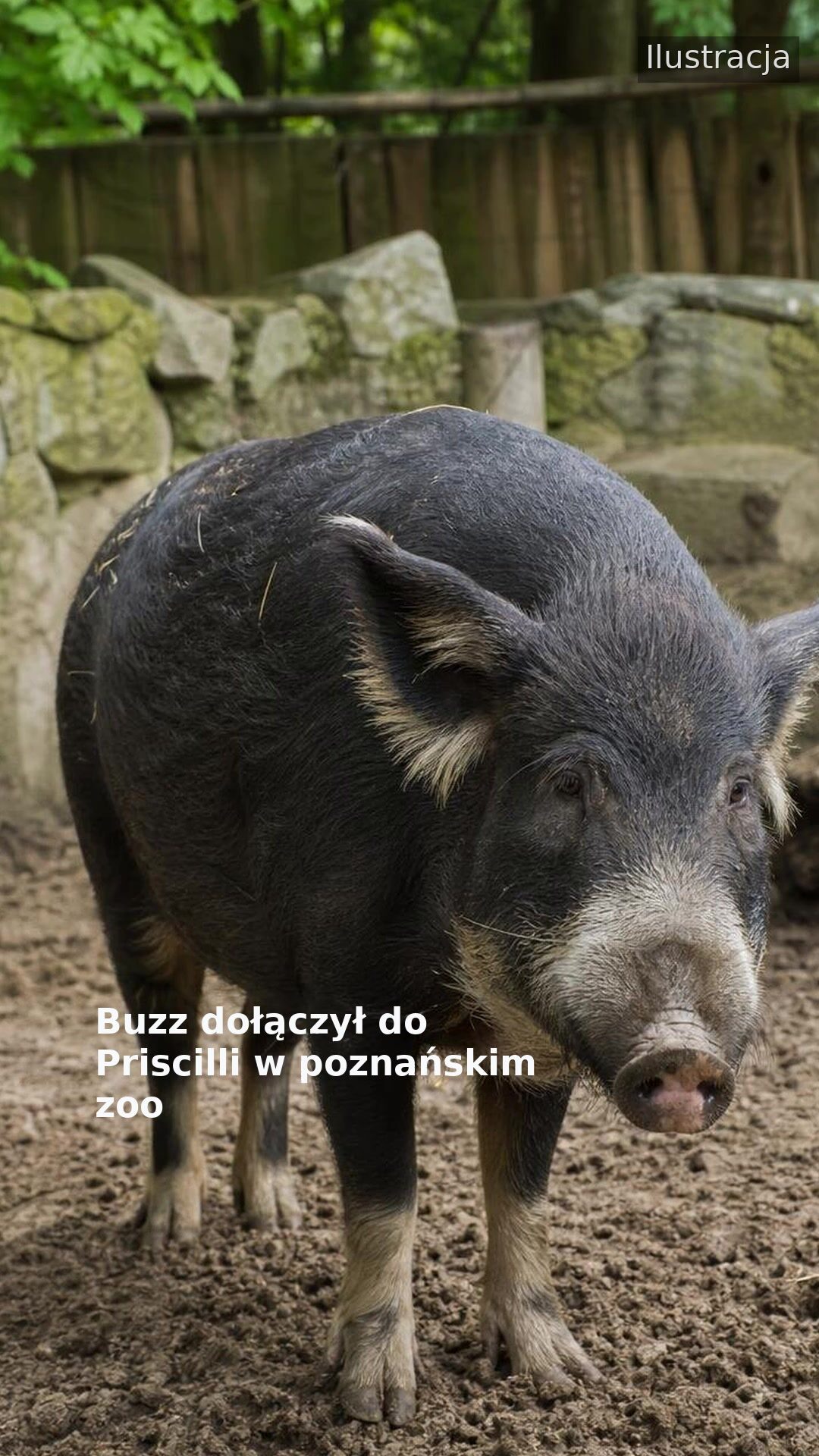 Buzz dołączył do Priscilli w poznańskim zoo