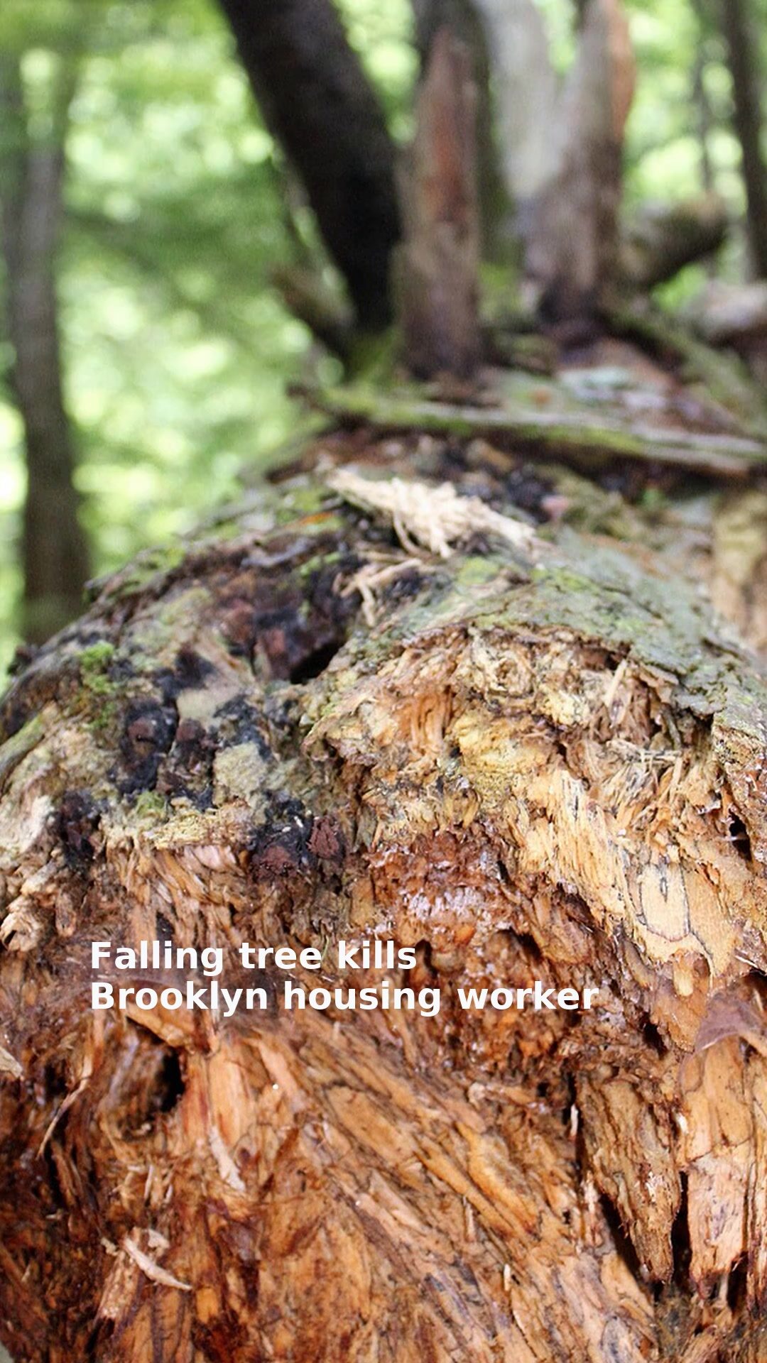 Falling tree kills Brooklyn housing worker