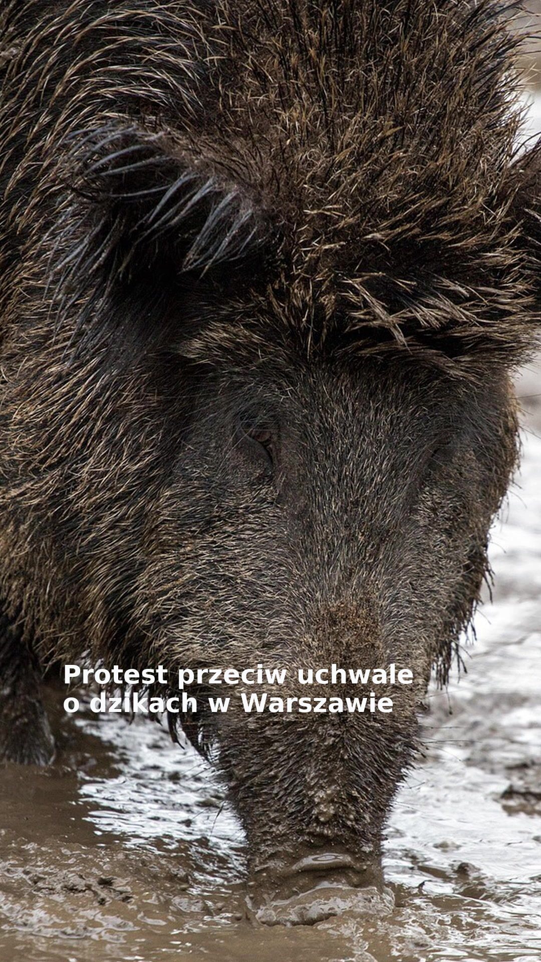 Protest przeciw uchwale o dzikach w Warszawie