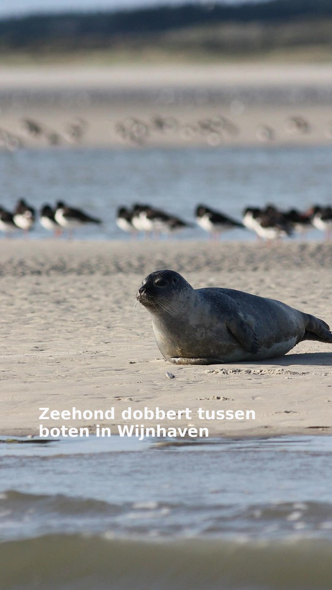 Zeehond dobbert tussen boten in Wijnhaven