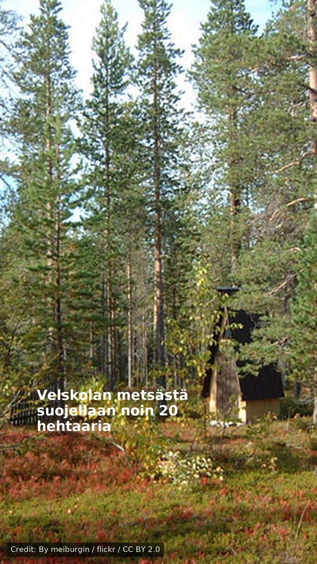 Velskolan metsästä suojellaan noin 20 hehtaaria