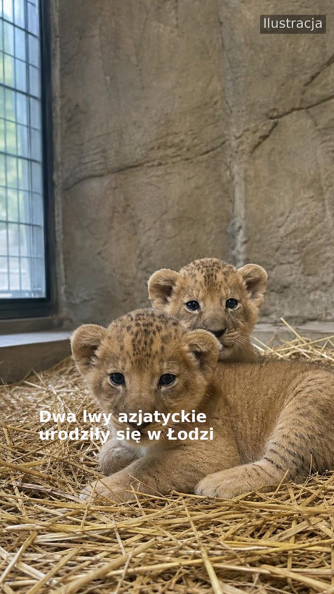 Dwa lwy azjatyckie urodziły się w Łodzi