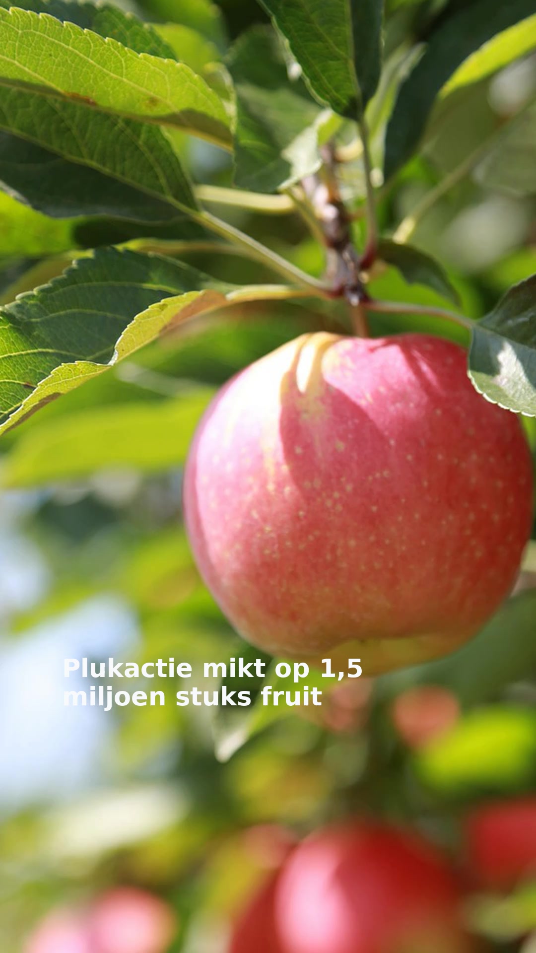 Plukactie mikt op 1,5 miljoen stuks fruit