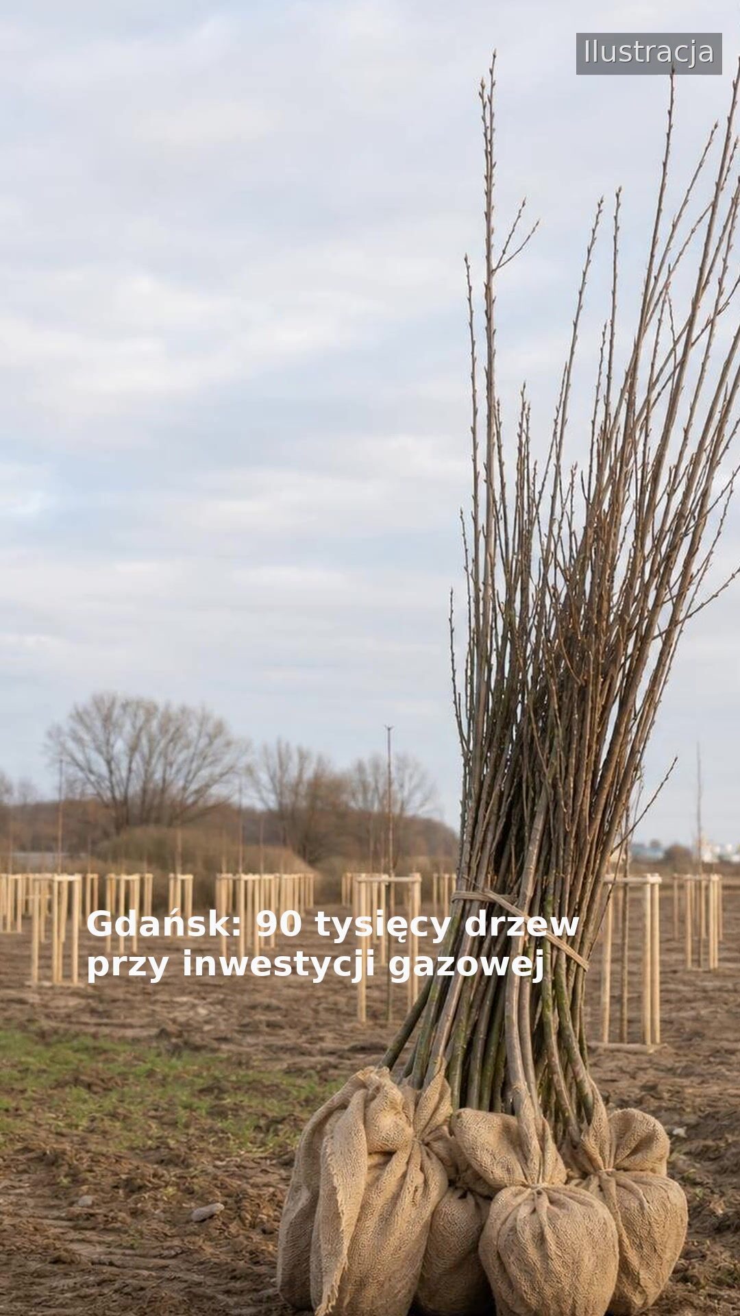 Gdańsk: 90 tysięcy drzew przy inwestycji gazowej