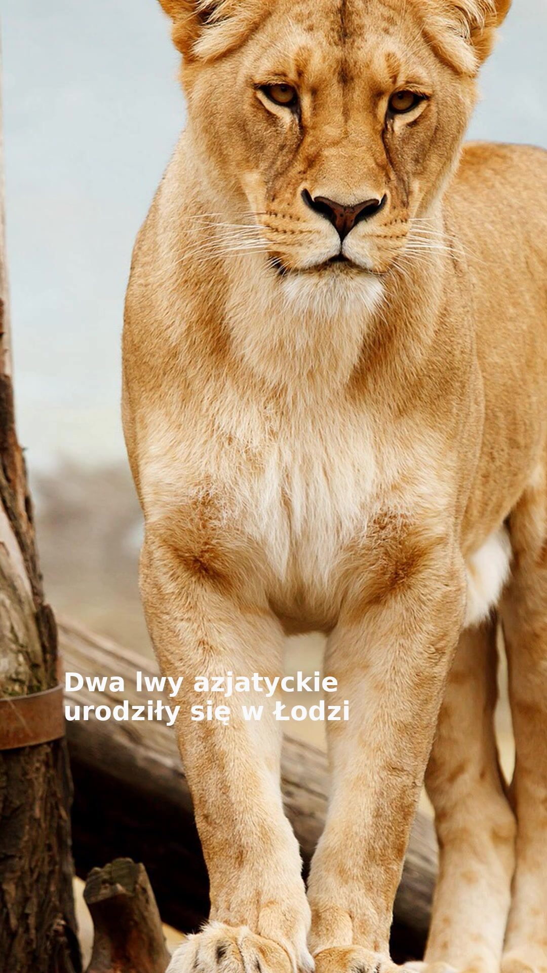 Dwa lwy azjatyckie urodziły się w Łodzi