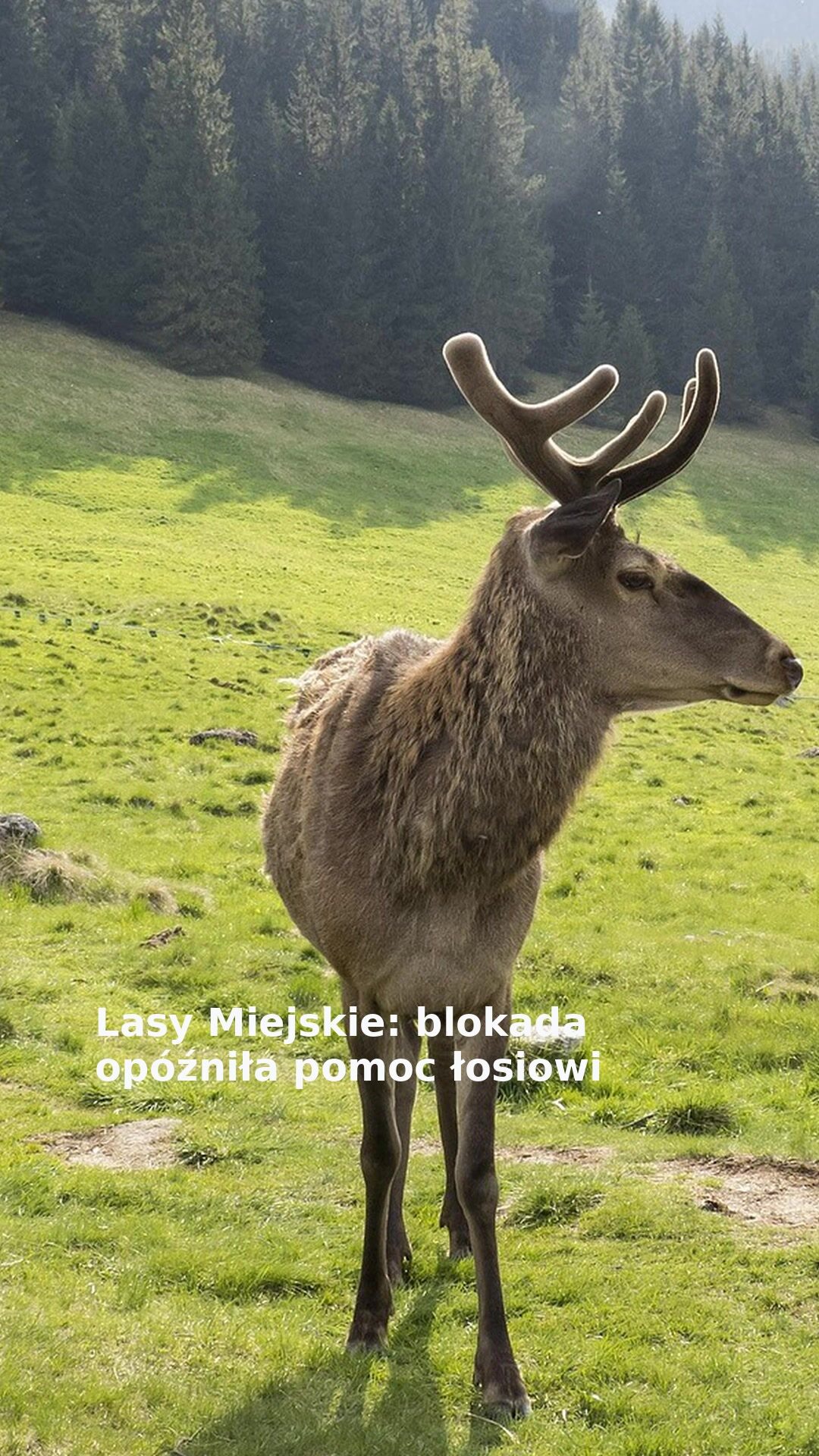 Lasy Miejskie: blokada opóźniła pomoc łosiowi