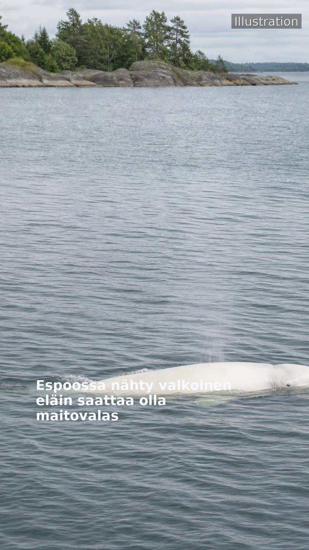 Espoossa nähty valkoinen eläin saattaa olla maitovalas