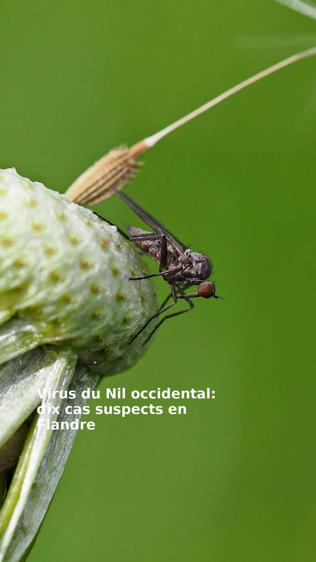 Virus du Nil occidental: dix cas suspects en Flandre