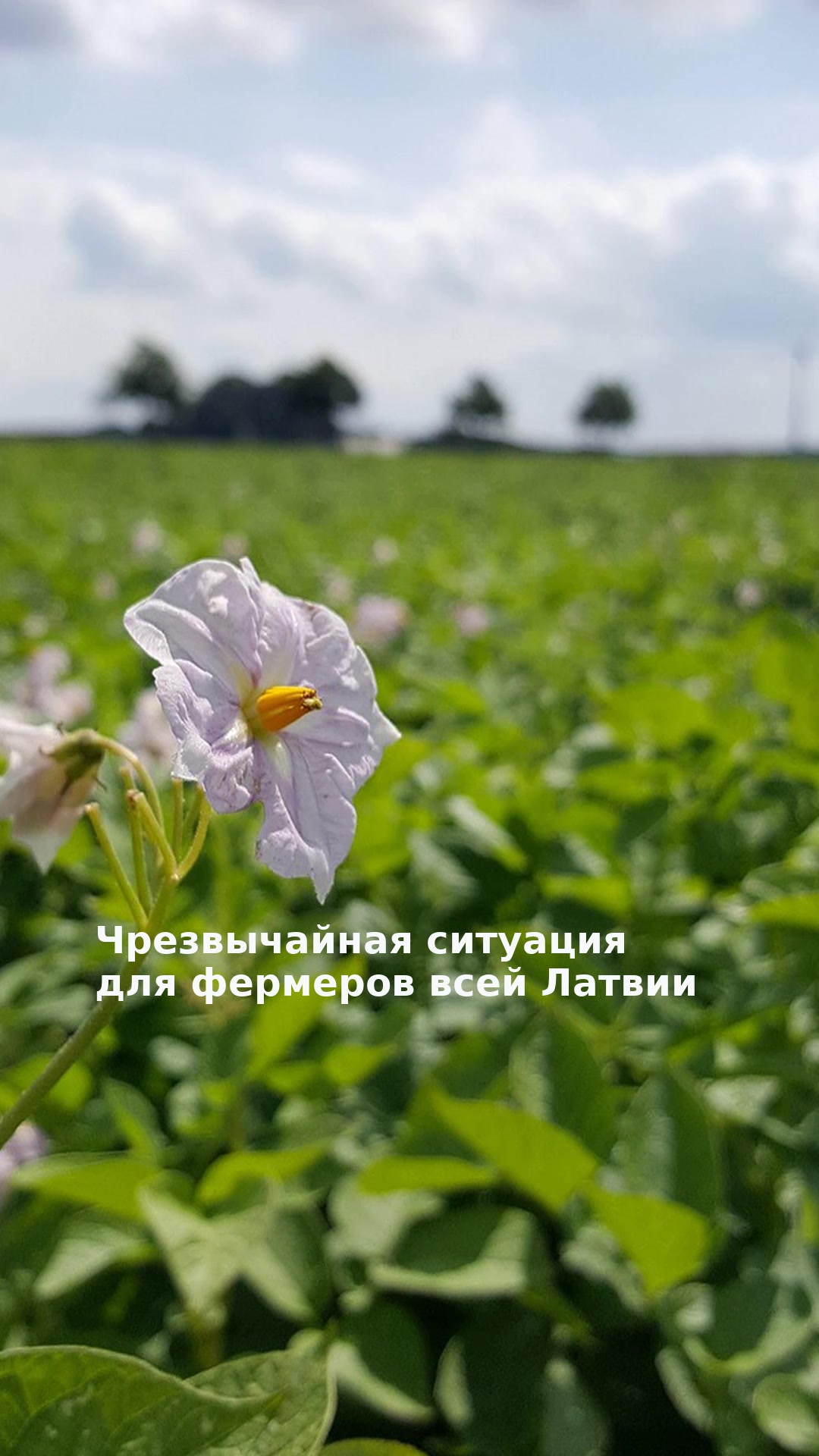 Чрезвычайная ситуация для фермеров всей Латвии