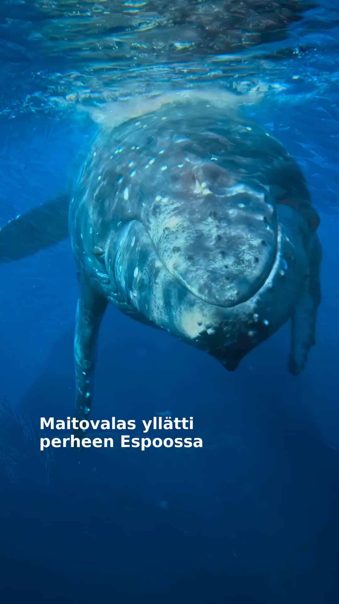 Maitovalas yllätti perheen Espoossa