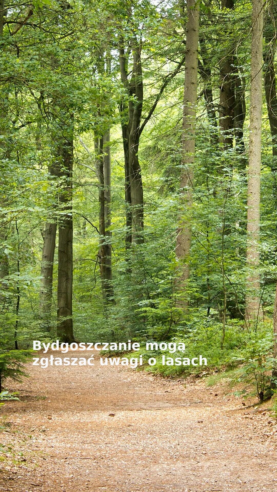Bydgoszczanie mogą zgłaszać uwagi o lasach