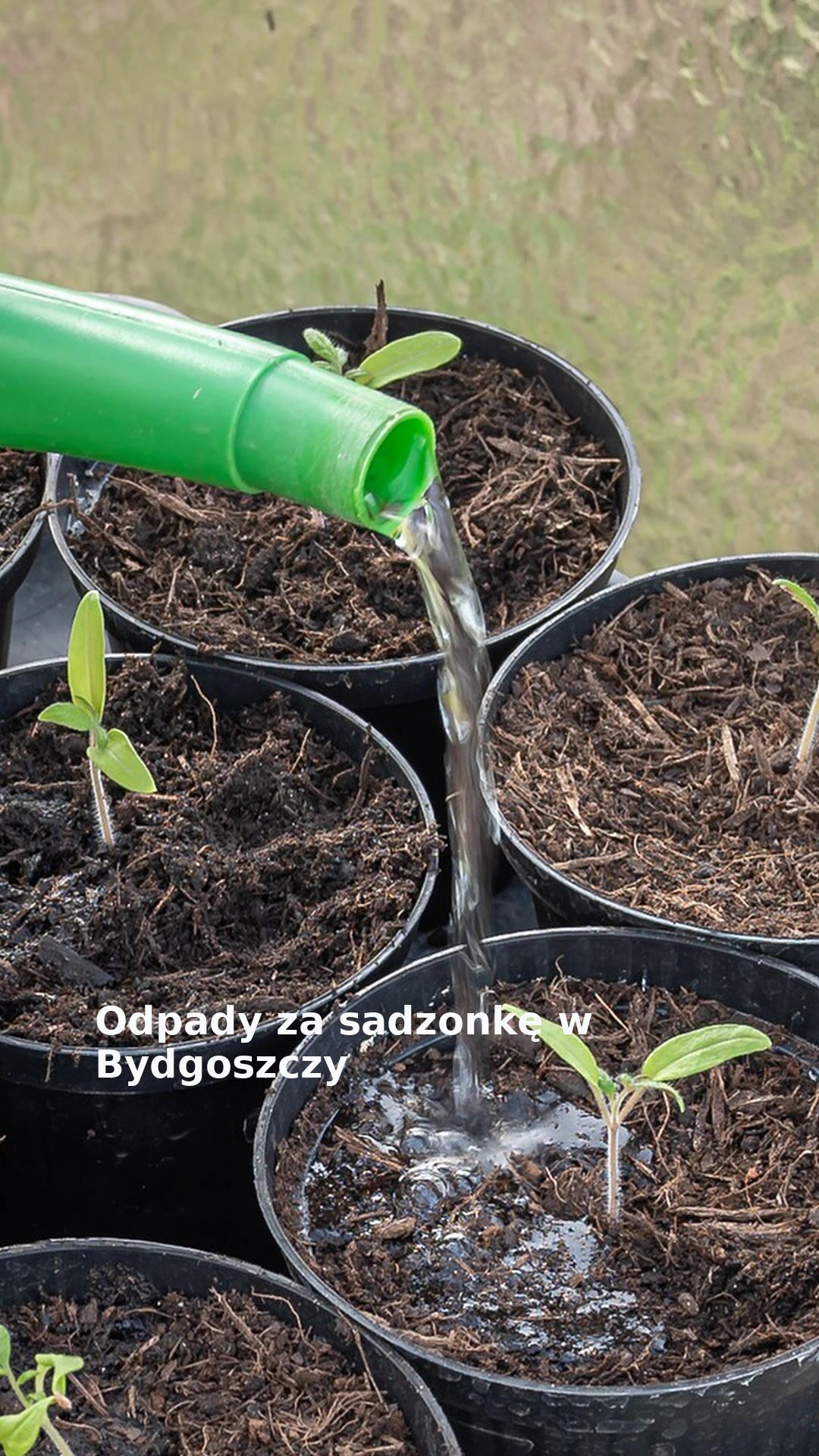 Odpady za sadzonkę w Bydgoszczy