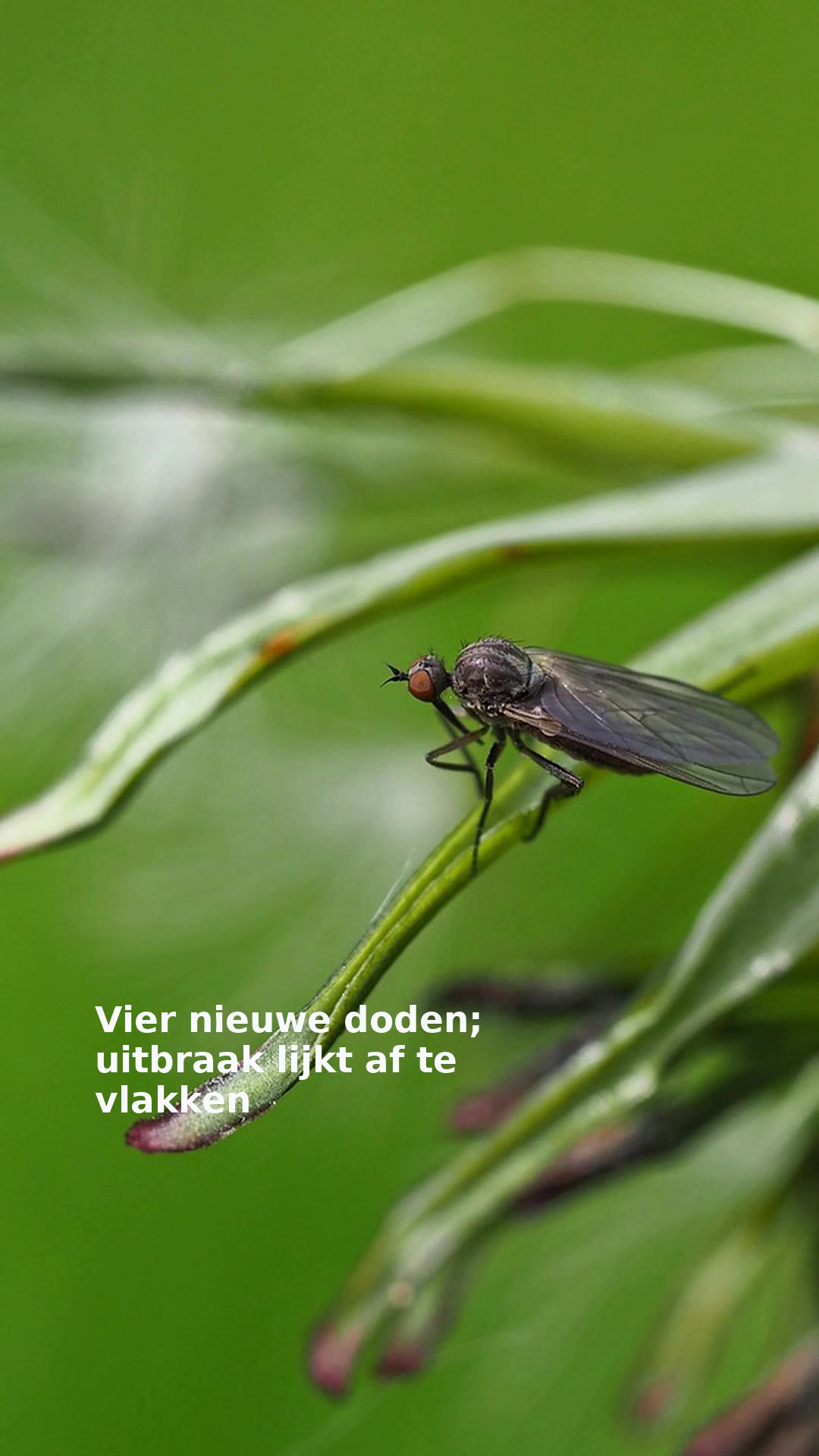 Vier nieuwe doden; uitbraak lijkt af te vlakken