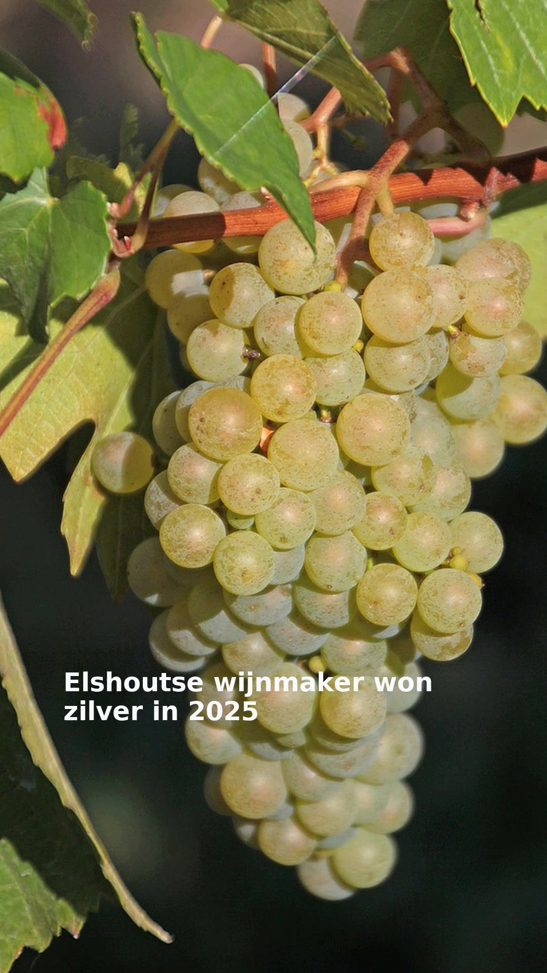 Elshoutse wijnmaker won zilver in 2025