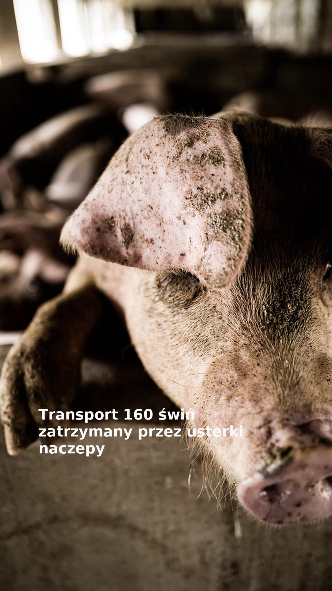 Transport 160 świń zatrzymany przez usterki naczepy