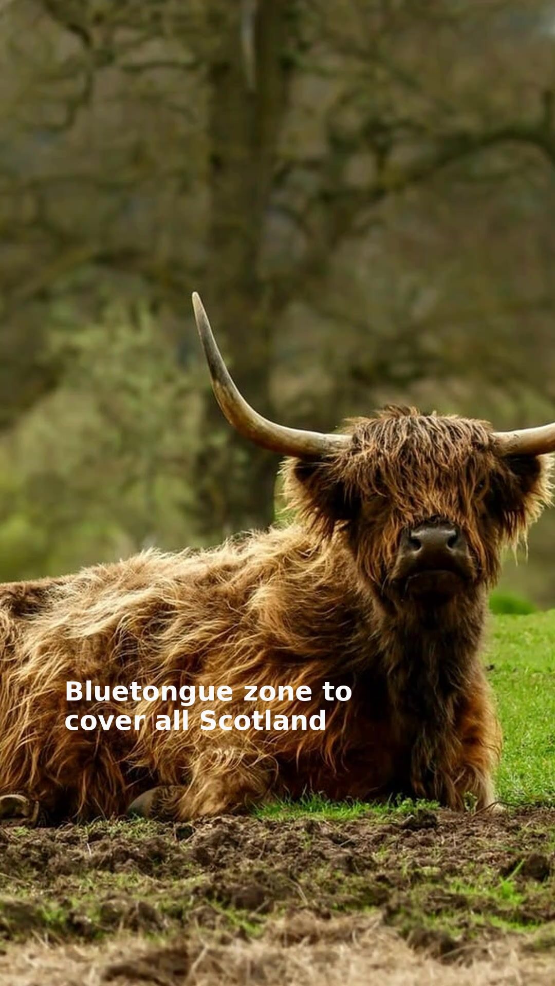 Bluetongue zone to cover all Scotland