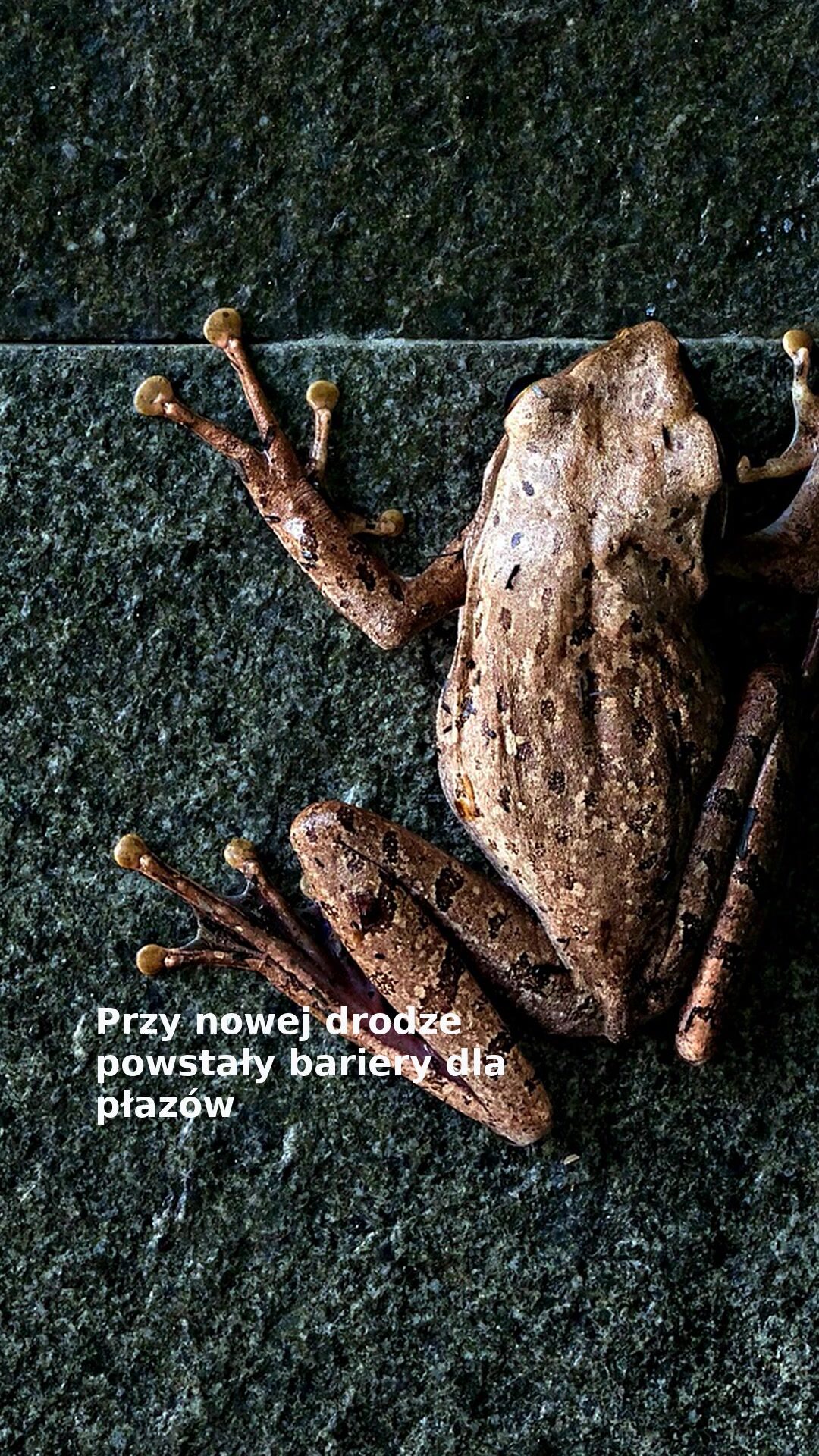 Przy nowej drodze powstały bariery dla płazów