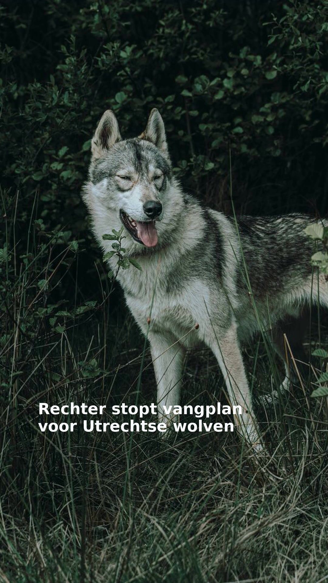 Rechter stopt vangplan voor Utrechtse wolven